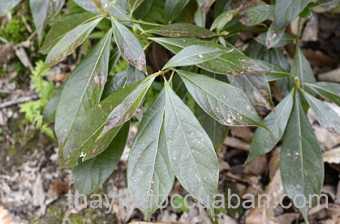 Cây sụ quảng trị