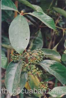 Hình ảnh tam tầng