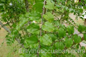 Hình ảnh cây Táo na
