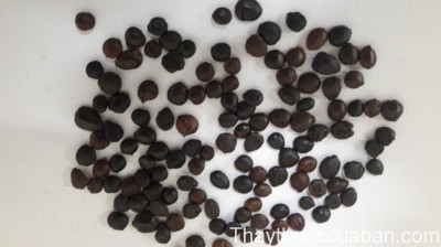 H&igrave;nh ảnh vị thuốc t&aacute;o nh&acirc;n