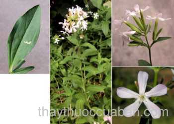 Hình ảnh Tạo phì thảo