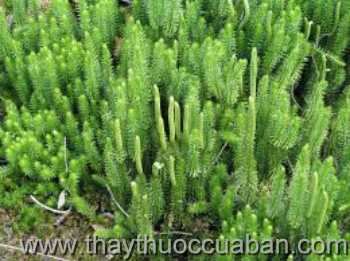 Hình ảnh thạch tùng