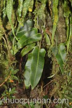 Cây thạch vi cụt