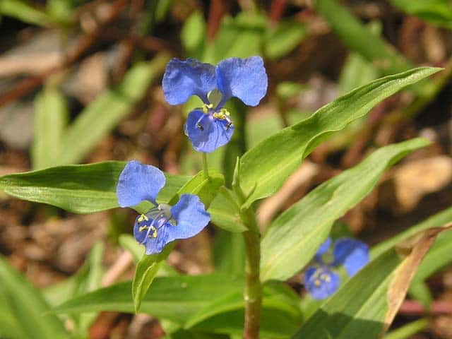 Hình ảnh cây Thài lài