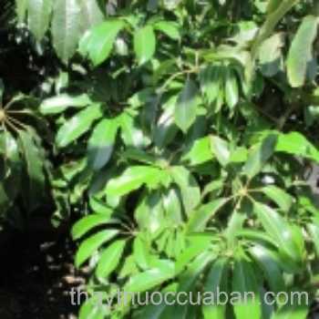 Cây Thần quả trấn