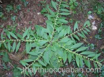 Cây thiên danh tinh