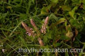 Cây Thiết trụ thảo