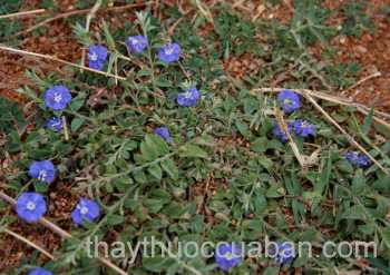 Cây thổ đinh quế