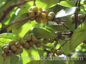 Cây Thổ mật tù