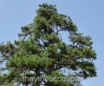 Cây Thông ba lá