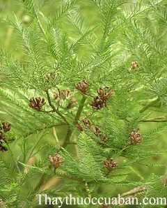 Hình ảnh cây thông nước