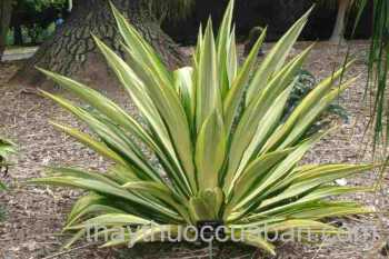 Hình ảnh cây Thùa