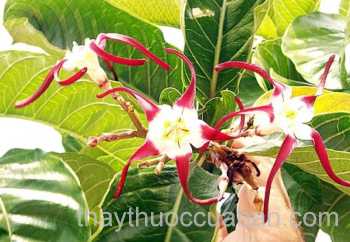 Cây thuốc bắn