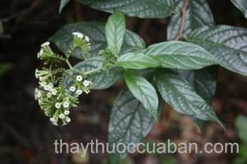 Cây Thuốc mọi