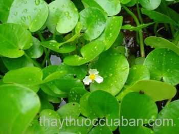 H&igrave;nh ảnh Thuỷ miết