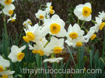H&igrave;nh ảnh Thuỷ ti&ecirc;n