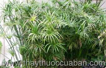 Hình ảnh cây Thủy trúc