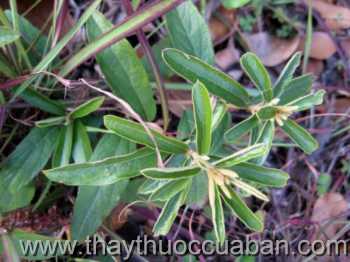 Hình ảnh cây tổ kén