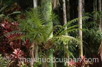 Hình ảnh cây Tổ phượng