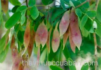 Hình ảnh Trắc đen