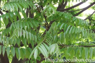 Hình ảnh cây trám hồng