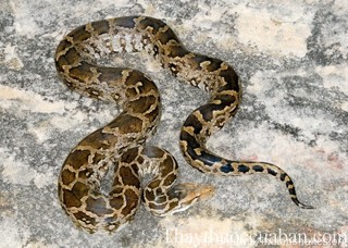 Hình ảnh con trăn mốc, trăn mốc