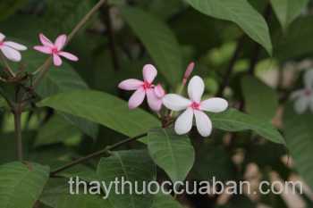 Hình ảnh Trang nam