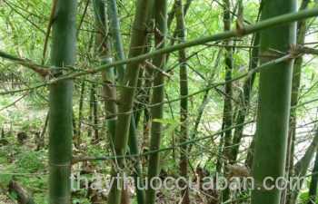 Cây tre gai