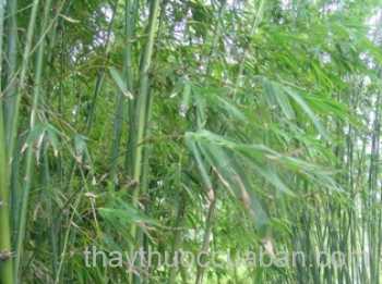 Hình ảnh Tre sợi