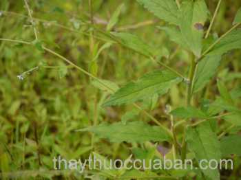 Hình ảnh Tro buồn