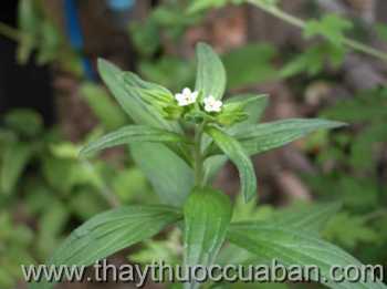 Hình ảnh cây Tử thảo