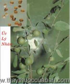 H&igrave;nh ảnh &Uacute;c l&yacute; nh&acirc;n