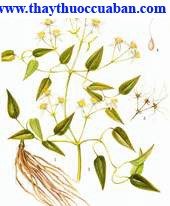 Hình ảnh uy linh tiên, Clematis Chinensis Osbeck