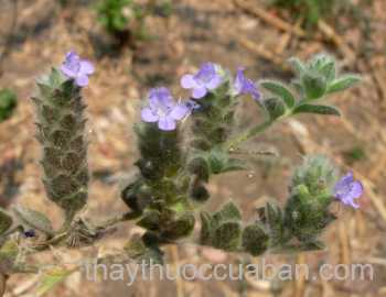 Hình ảnh Vạn nhân đả