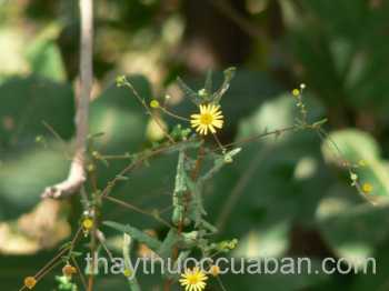 Cây Vi cốc thảo