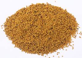 Vị thuốc bạch giới tử