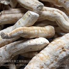 Vị thuốc thiên hoa phấn