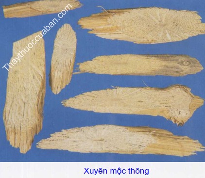 Xuyên mộc thông