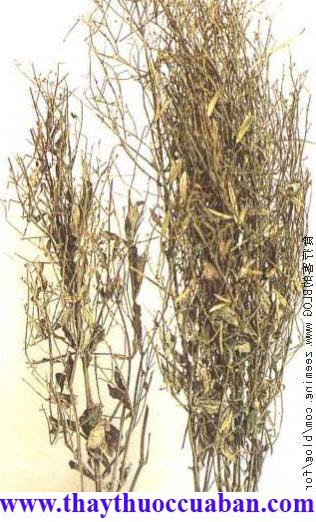 xuyên tâm liên, xuyen tam lien, Green chiretta Kariyat