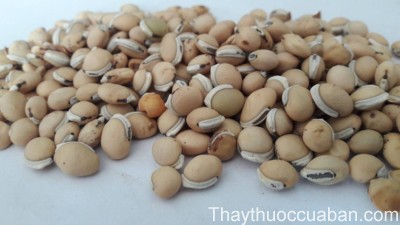 H&igrave;nh ảnh vị thuốc biển đậu