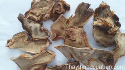 H&igrave;nh ảnh vị thuốc cẩu t&iacute;ch