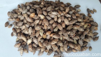 H&igrave;nh ảnh vị thuốc thương nhĩ tử