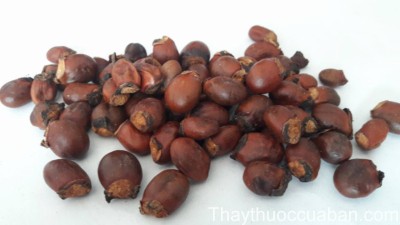 H&igrave;nh ảnh vị thuốc lệ hạch