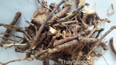 Vị thuốc ma ho&agrave;ng căn