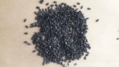 H&igrave;nh ảnh vị thuốc ma nh&acirc;n (vừng đen)