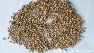 H&igrave;nh ảnh vị thuốc mạch nha