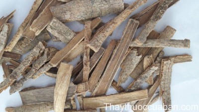 H&igrave;nh ảnh vị thuốc ngũ da b&igrave;