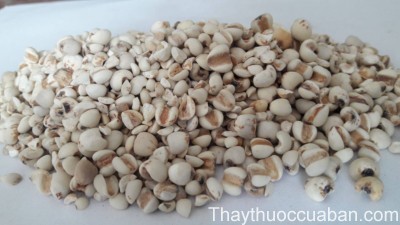 H&igrave;nh ảnh vị thuốc sinh &yacute; dĩ