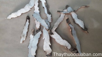 H&igrave;nh ảnh vị thuốc thạch xương bồ