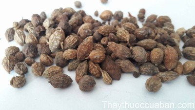 H&igrave;nh ảnh vị thuốc thảo quả